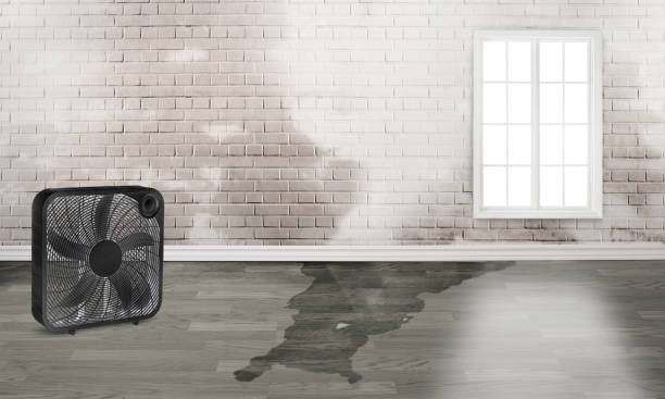 Best Flood damage cleanup  in New Windsor, MD